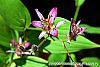 Tricyrtis formosana 'Gilt Edge' flowers