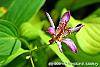 Tricyrtis formosana 'Samurai' flowers