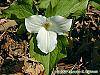 Trillium grandiflorum flowers