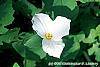 Trillium grandiflorum flowers