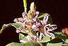 Tricyrtis hirta 'Albomarginata' flowers