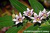 Tricyrtis hirta 'Miyazaki' flowers