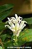 Tricyrtis 'Shirohotogisu' flowers