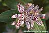 Tricyrtis hirta 'Variegata' flowers