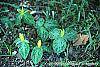 Trillium luteum habit