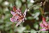 Tricyrtis macropoda flowers