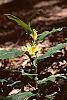 Tricyrtis flava habit