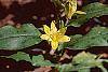 Tricyrtis flava flowers