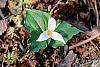 Trillium ovatum flowers