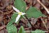Trillium ovatum flowers