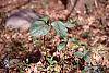 Trillium recurvatum habit