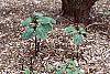 Trillium recurvatum habit