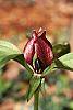 Trillium recurvatum
