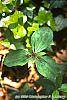 Trillium stamineum flowers