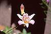 Tricyrtis 'Tojen' flowers