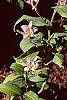Tricyrtis 'Tojen' flowers