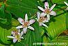 Tricyrtis 'Tojen' flowers