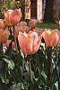 Tulipa 'Apricot Beauty'
