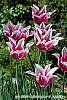 Tulipa 'Ballade' flowers