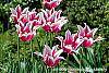 Tulipa 'Ballade' flowers
