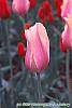 Tulipa 'Blushing Beauty' flowers