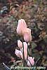 Tulipa 'Candy Club' flowers