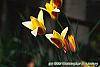 Tulipa clusiana flowers
