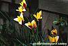 Tulipa clusiana flowers