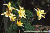 Tulipa clusiana flowers