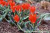 Tulipa greigii 'Red Riding Hood' flowers