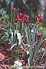 Tulipa humilis Violacea Group, yellow base habit