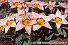 Tulipa kaufmanniana 'Ancilla' flowers