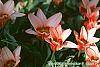 Tulipa kaufmanniana 'Ancilla' flowers