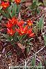 Tulipa kaufmanniana 'Scarlet Baby' habit