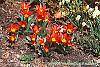Tulipa kaufmanniana 'Scarlet Baby' habit