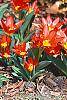 Tulipa kaufmanniana 'Scarlet Baby' flowers