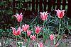 Tulipa 'Mariette' habit