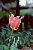 Tulipa 'Mariette' flowers