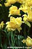 Tulipa 'Monte Carlo' flowers