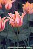 Tulipa 'Mona Lisa' flowers