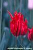 Tulipa 'Pimpernel' flowers