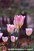 Tulipa 'Sweety' flowers
