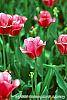 Tulipa 'The Mounties' flowers