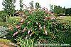 Buddleia davidii 'Pink Delight' habit