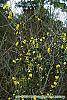 Gelsemium sempervirens habit