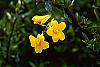 Gelsemium sempervirens flowers
