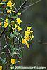 Gelsemium sempervirens flowers