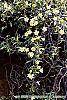 Gelsemium sempervirens 'Woodlander's Pale Yellow' habit