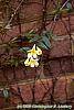 Gelsemium sempervirens 'Woodlander's Pale Yellow' flowers