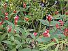 Spigelia marilandica habit